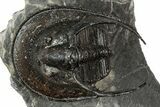 Detailed Scotoharpes Trilobite - Boudib, Morocco #344465-3